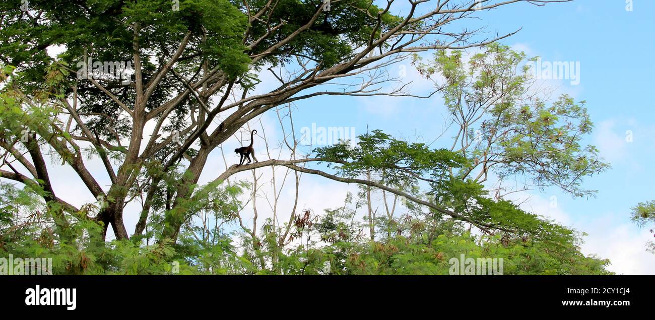 Singe marchant sur une branche d'un arbre dans le jungle Banque D'Images