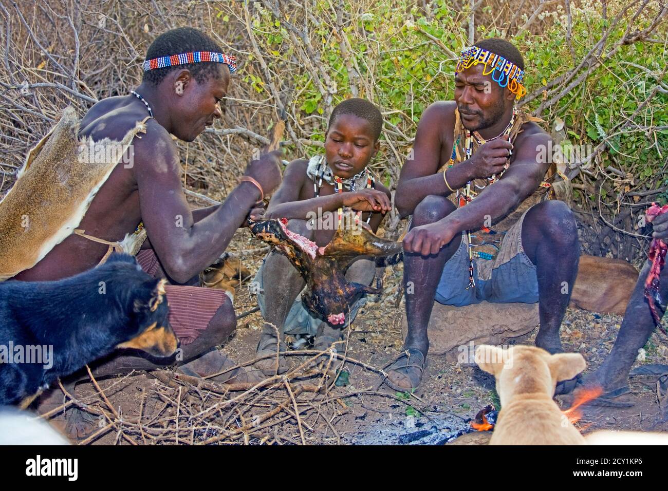 Les chasseurs taillées de viande de Genet commun, le Hadza, ou Hadzabe - sont un groupe ethnique indigène dans le centre-nord de la Tanzanie Banque D'Images