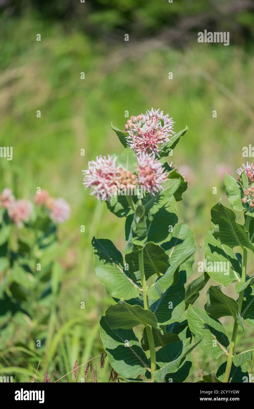La laque commune, Asclepias syriaca L., qui grandit sauvage au parc national des Great Salt Plains, en Oklahoma, aux États-Unis. Banque D'Images