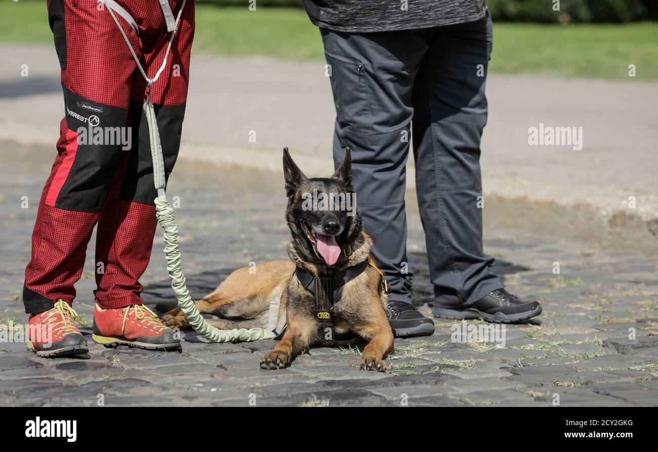 Bucarest, Roumanie - 14 septembre 2020 : chien de recherche et de sauvetage avec son propriétaire. Banque D'Images