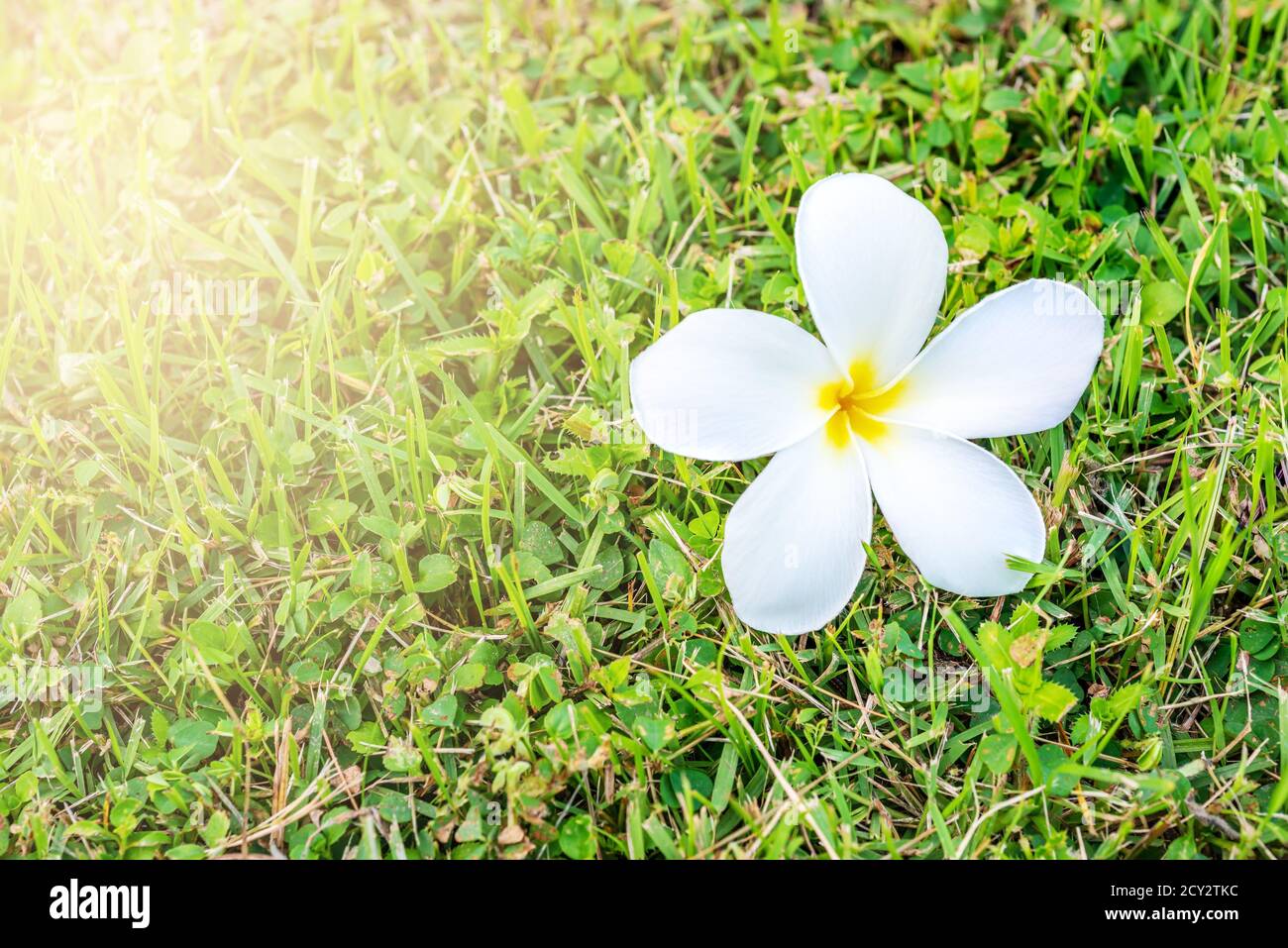 Plumeria ou frangipani, fleur blanche avec lumière du soleil au printemps,  foyer sélectif, Macro Photo Stock - Alamy