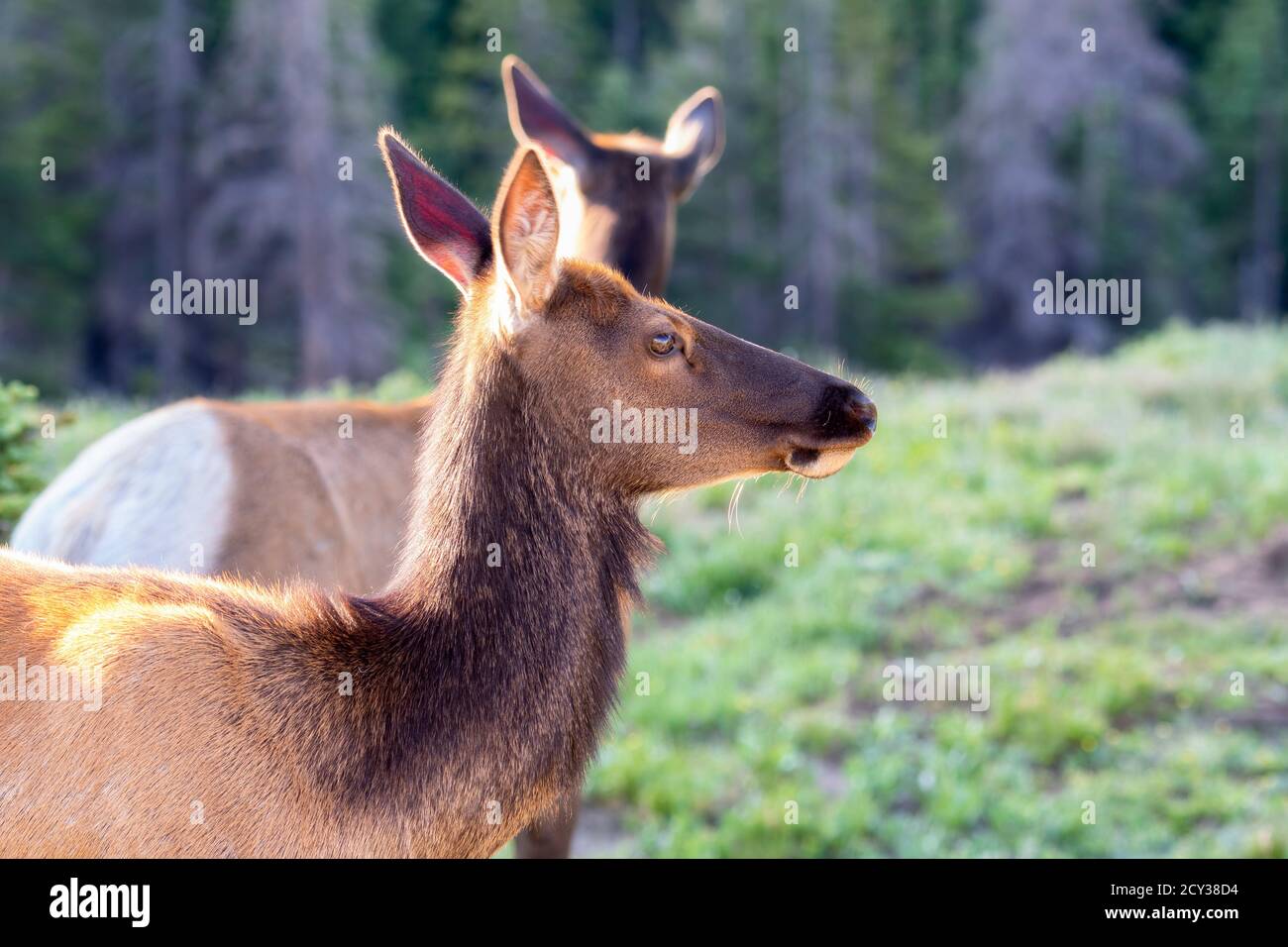 Wapiti femelle adulte (Cervus canadensis) Dans les montagnes, dans le parc national des montagnes Rocheuses Colorado Banque D'Images