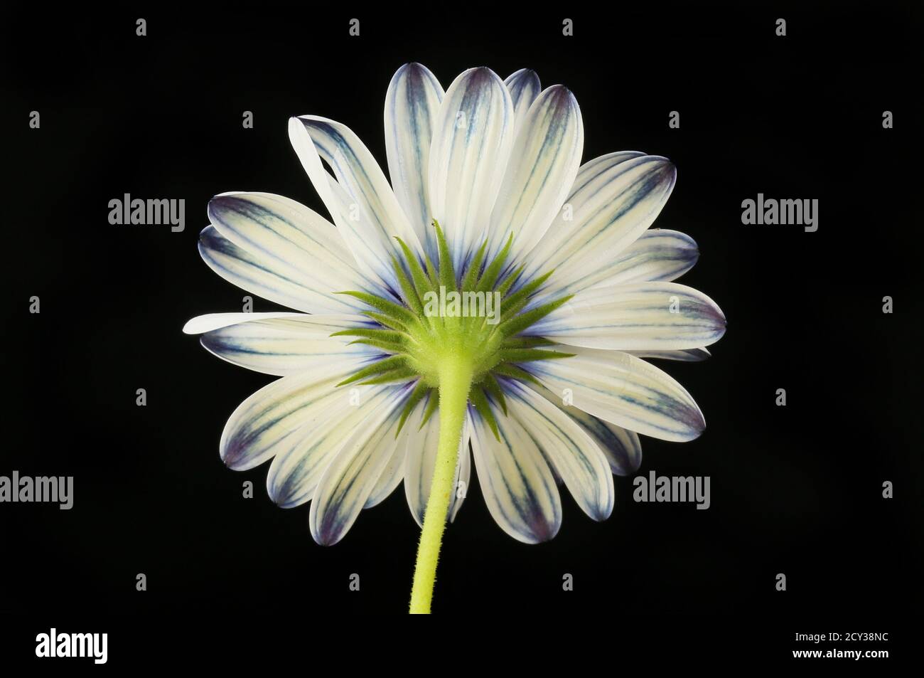 Dessous d'une fleur d'ostéospermum isolée contre le noir Banque D'Images