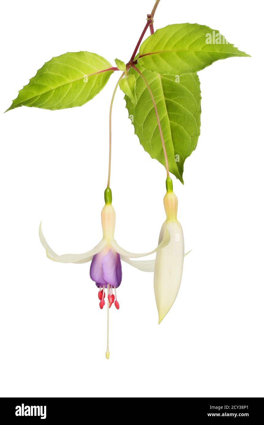 Fleur de fuchsia blanc et violet, bourgeon et feuillage isolés contre le blanc Banque D'Images