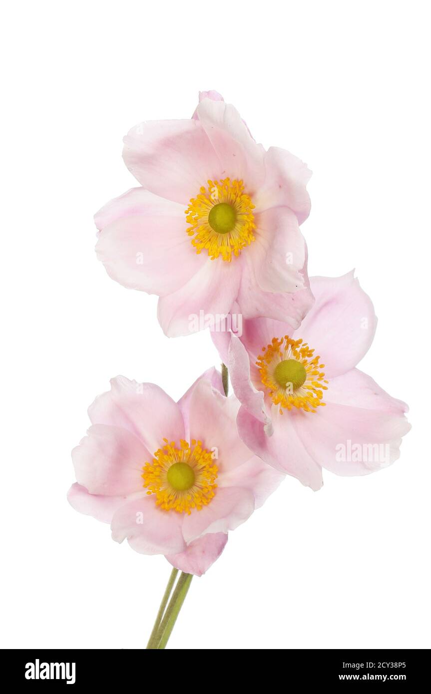 Trois fleurs anémone rose pastel blanc isolé contre Banque D'Images