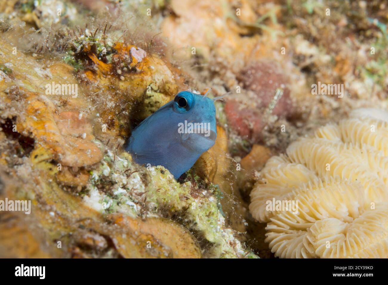 imite blenny de la mer rouge Banque D'Images