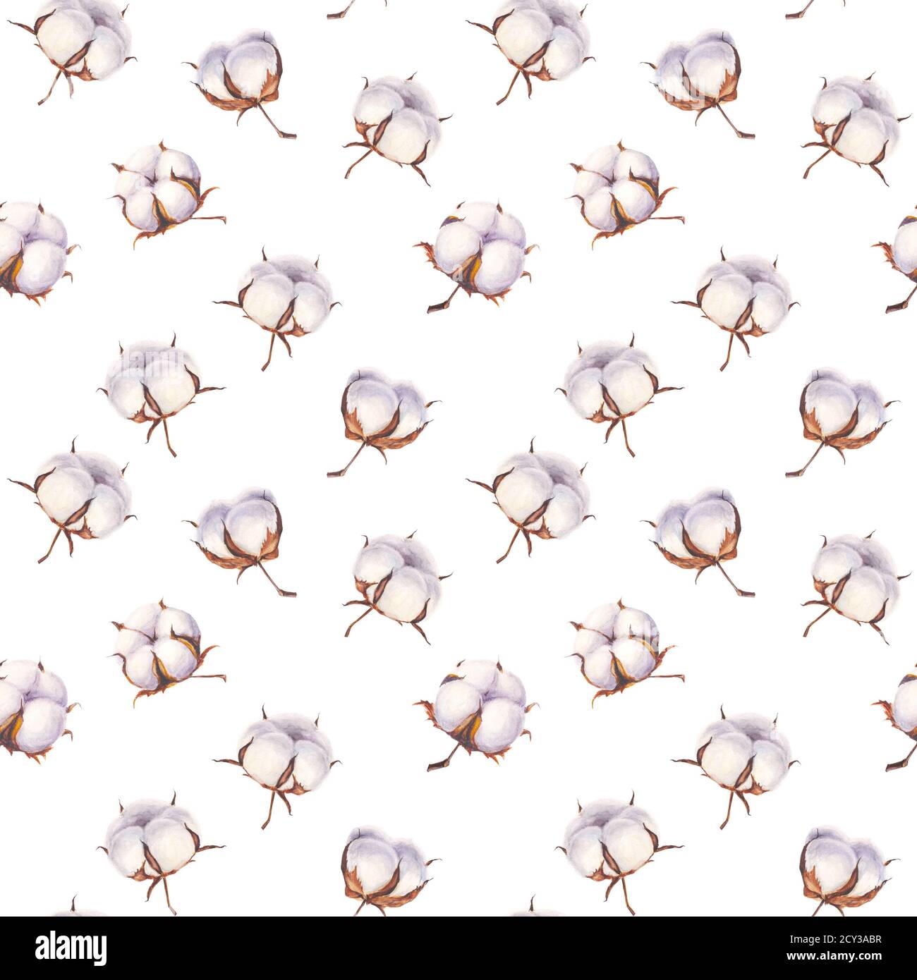 Coton fleur Eco bourgeons boules fond. Motif aquarelle de boules de coton sans coutures dessinées à la main. Illustration botanique vintage sur fond blanc. F Banque D'Images