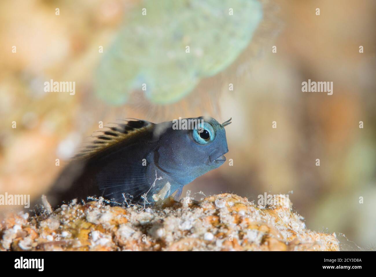 imite blenny de la mer rouge Banque D'Images