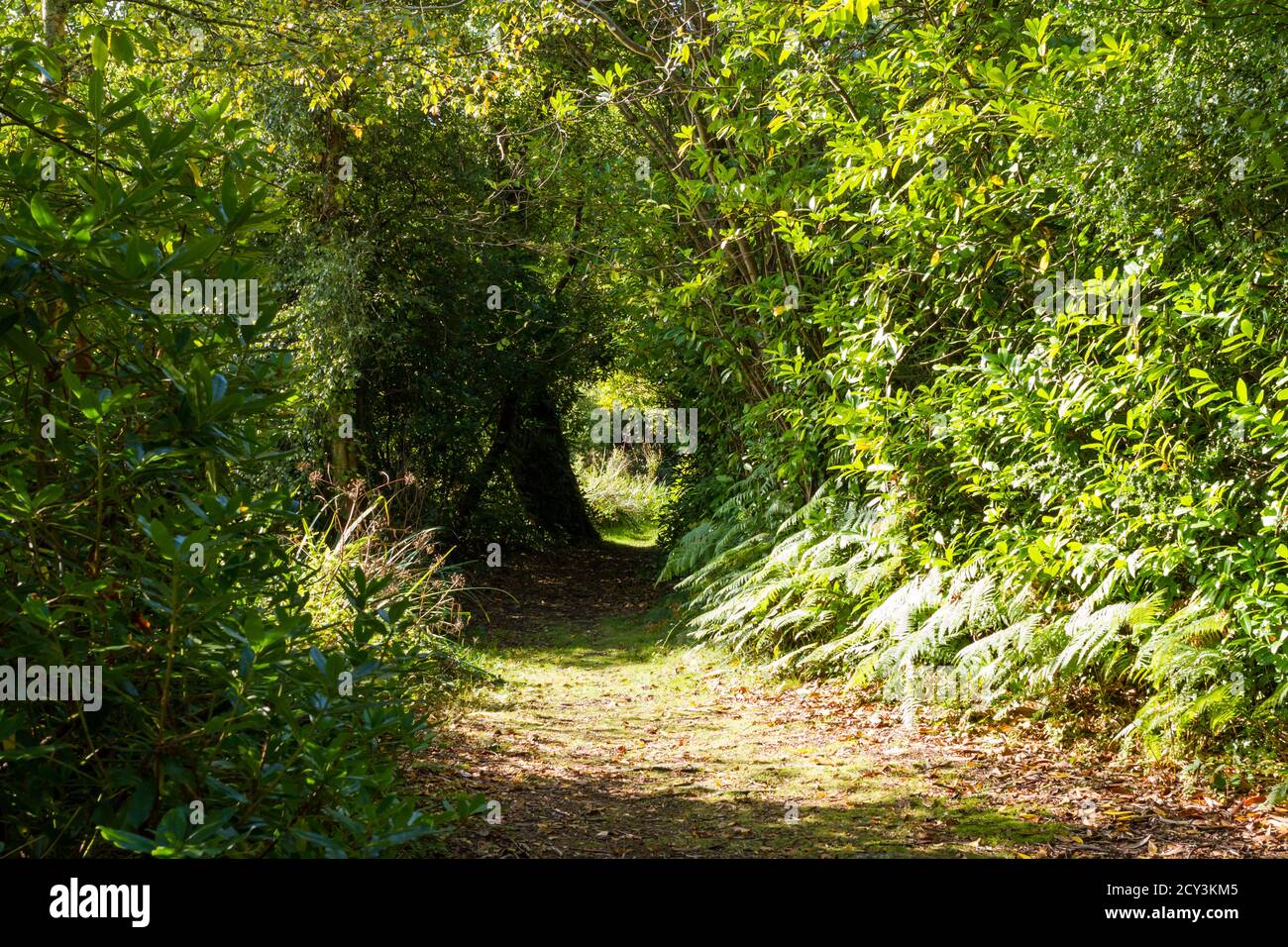 Sentier menant à travers les bois lors d'une journée d'automne ensoleillée, Angleterre, Royaume-Uni Banque D'Images