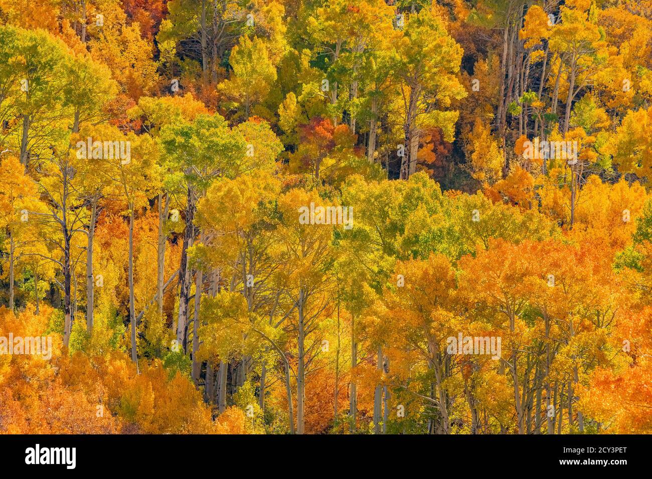 Les arbres à Aspen en couleur d'automne remplissent la colline de Bishop Creek Canyon en Californie, près de Bishop. Les couleurs éclatantes sont rétroéclairées et brillent au soleil Banque D'Images