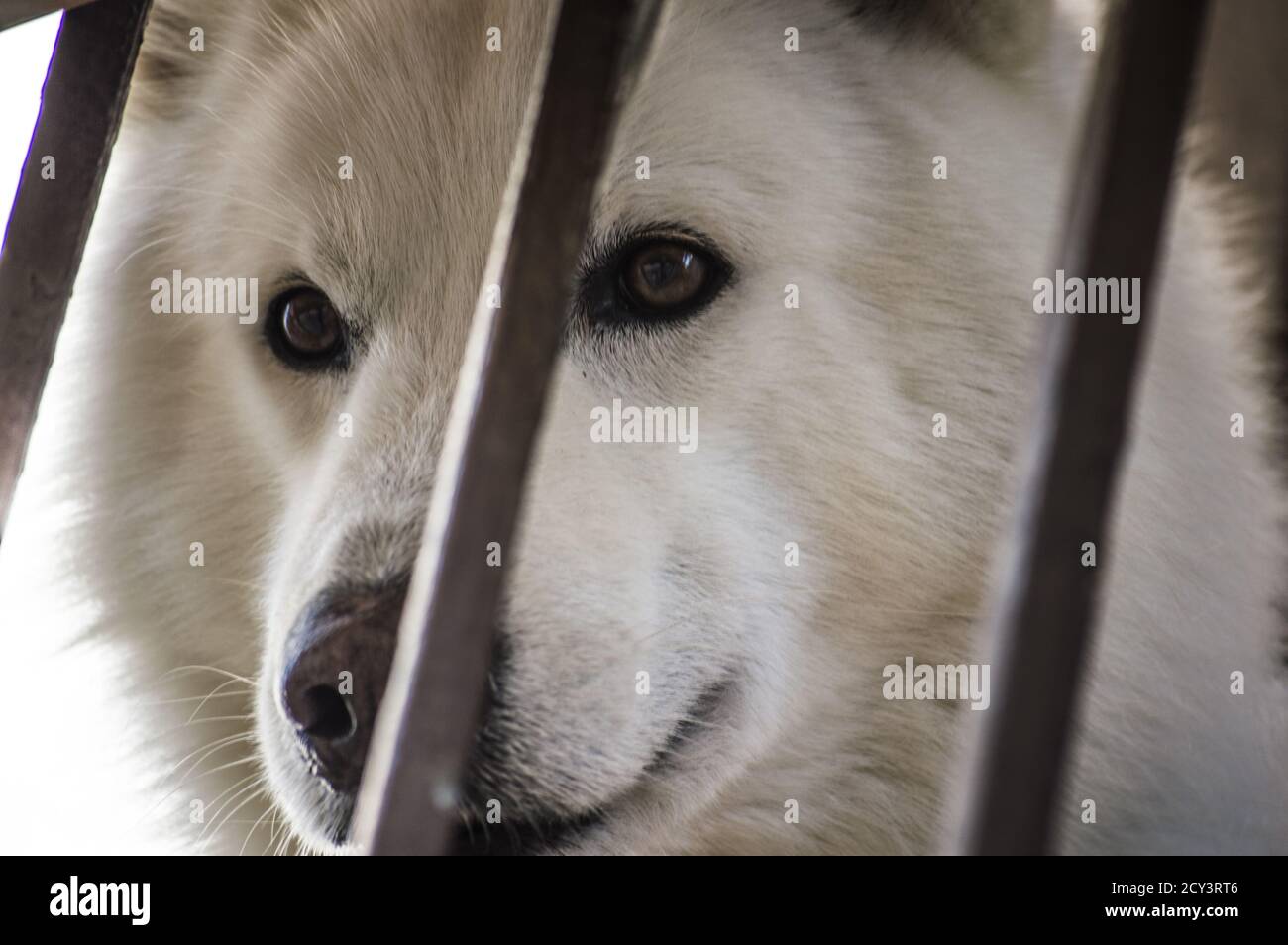 Gros plan d'un chien blanc Samoyed derrière une clôture Banque D'Images