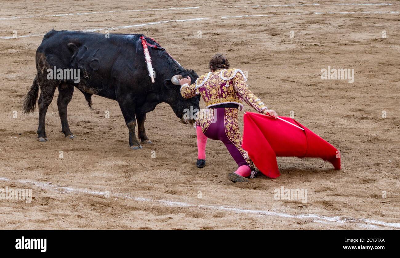 Torero dans l'anneau avec Bull en Banos, Equateur le Feb 15, 2015 Banque D'Images