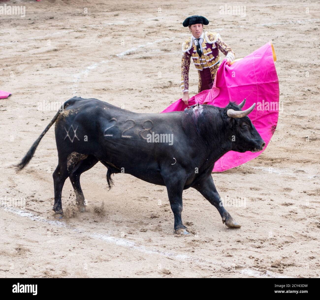 Ambato, ÉQUATEUR - Dec 15, 2015 - torero à pied duels avec Bull au cours de Carnaval Banque D'Images