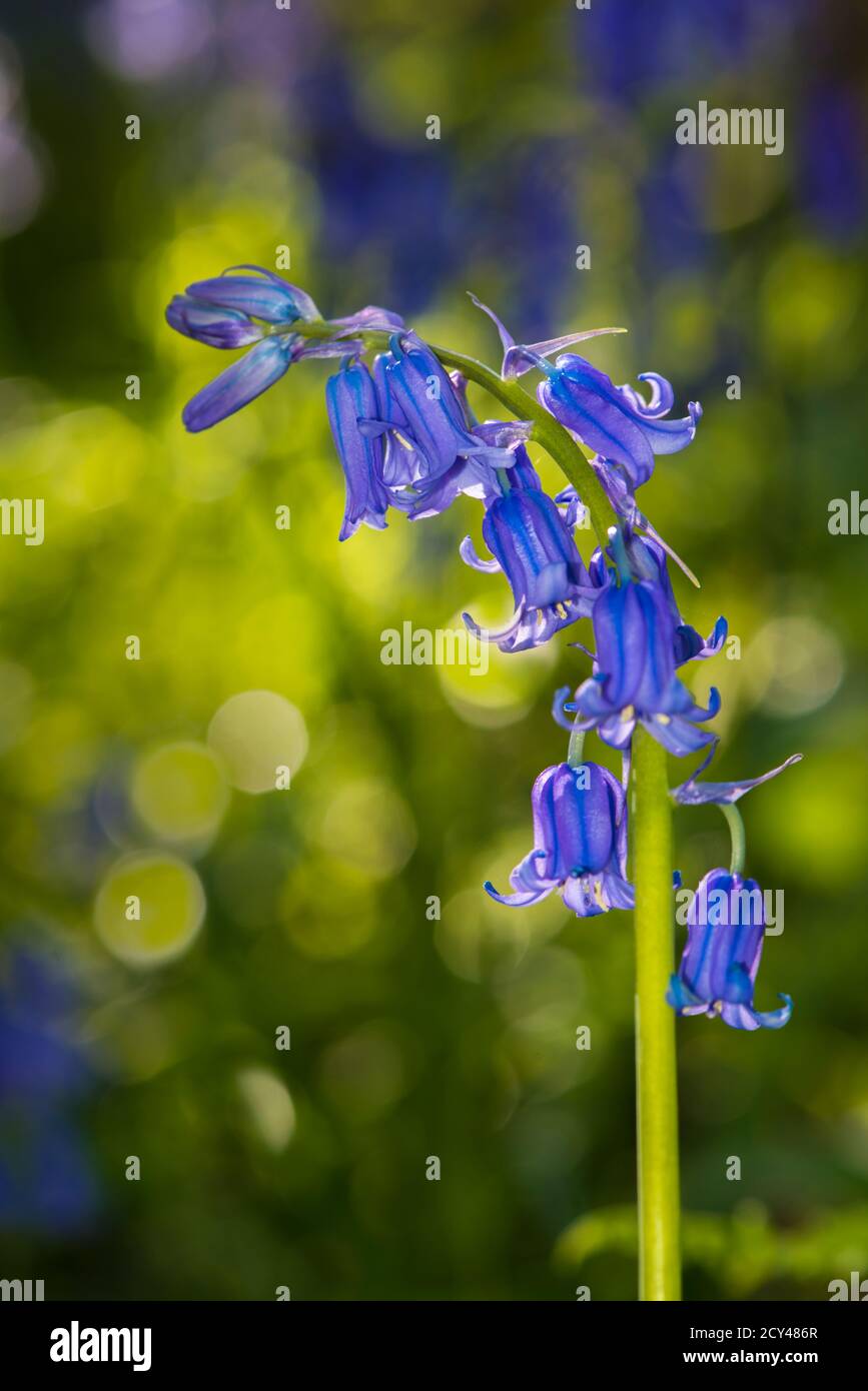 Rétroéclairage Bluebell en plein soleil Banque D'Images