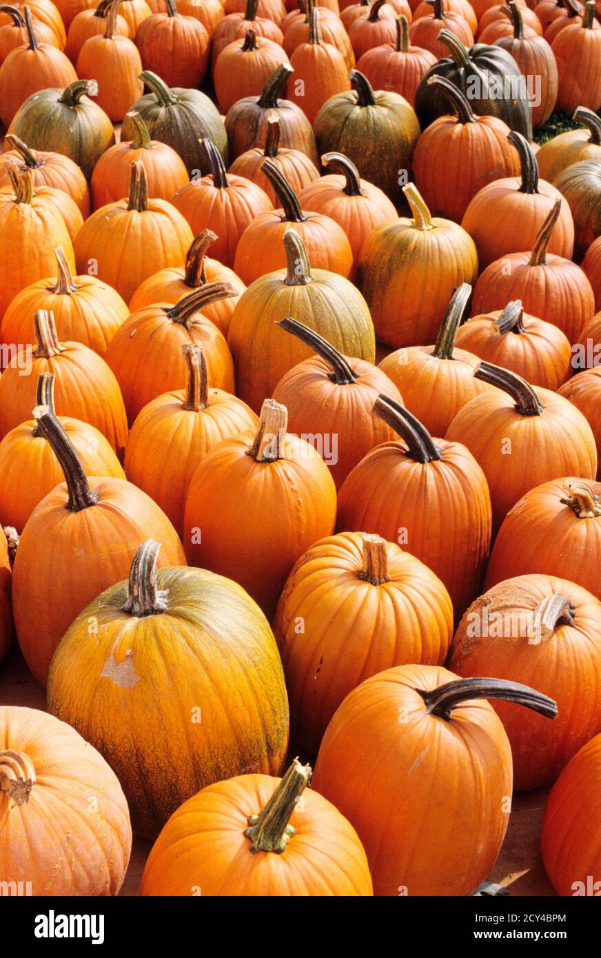 CITROUILLES D'AUTOMNE DES ANNÉES 1990 EN VENTE À LA FERME LANCASTER COUNTY PENNSYLVANIA USA - KH11094 NET002 HARS LANCASTER COUNTY TRAVEL ÉTATS-UNIS RÉGION DE LA SAISON D'AUTOMNE HEUREUSEMENT RÉGION DU CENTRE DE L'ATLANTIQUE DU COMMONWEALTH JEUDI LES RÉCOLTES DE LA CÔTE EST AUGMENTENT KEYSTONE ÉTAT NATIONAL NOURRITURE DES FÊTES DANS L'ENSEMBLE TEXTURE RECONNAISSANT ÉTAT DE L'ATLANTIQUE MOYEN OCTOBRE ABONDANCE COMMONWEALTHS CROISSANCE NOVEMBRE OCTOBRE 31 SAISON AUTOMNALE À L'ANCIENNE Banque D'Images