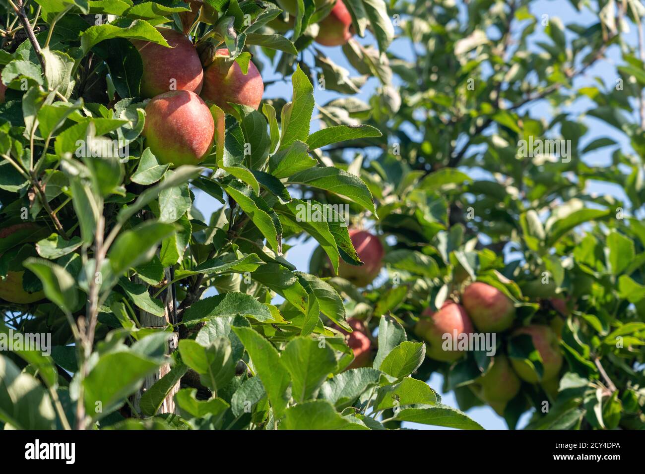 Récolte de pommes et de poires Banque D'Images