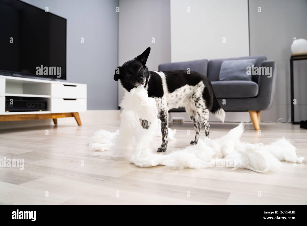 Drôle de comportement de chien et désobéir. Mess. Maison Banque D'Images