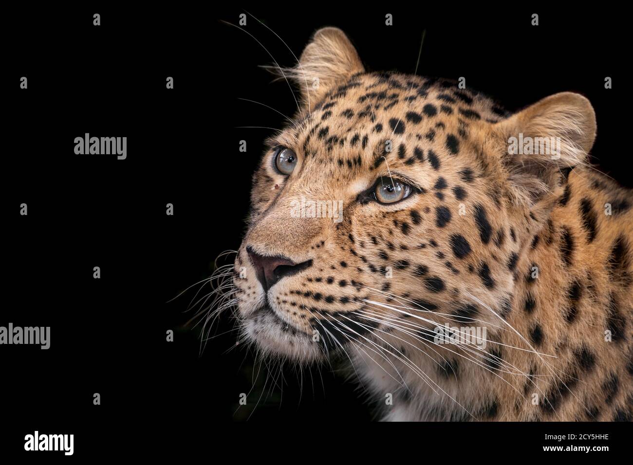 Adulte femelle Amur léopard sur fond noir Banque D'Images