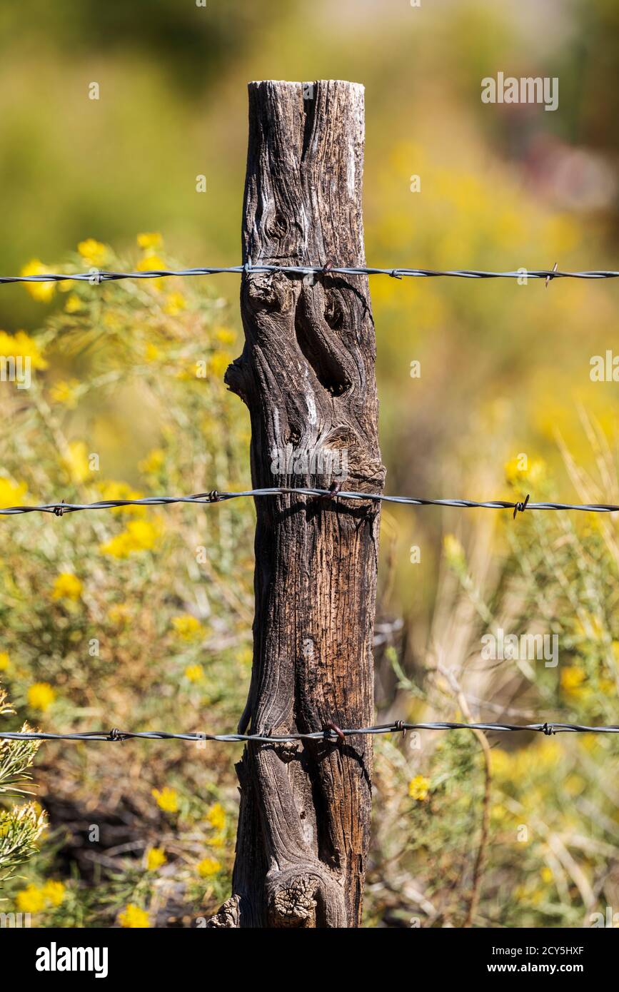 Close-up de barbelés et clôture en bois post ; ranch dans le centre du Colorado, USA Banque D'Images
