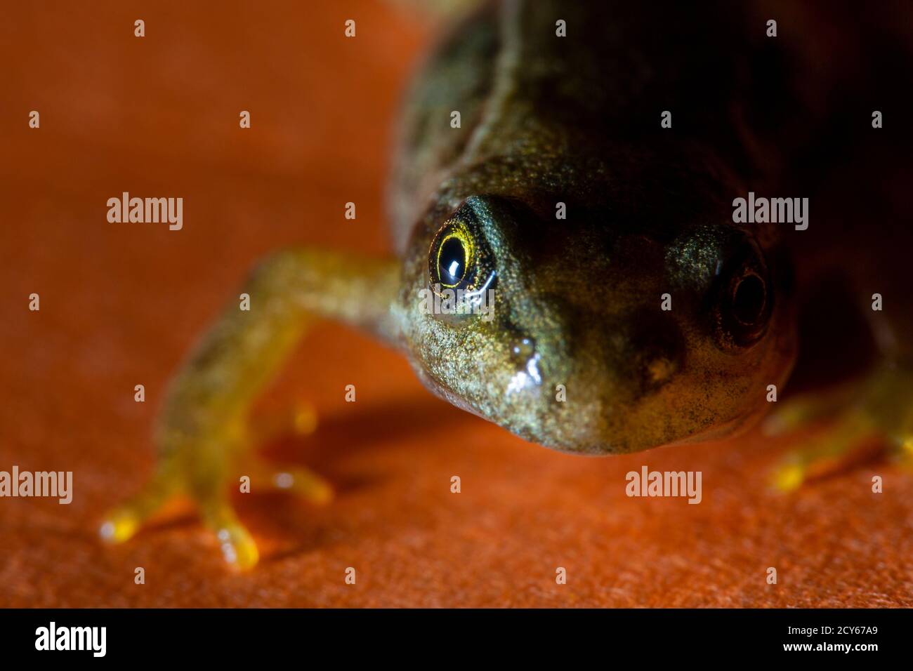 Grenouille de la grenouille commune (Rana temporaria) Ramper vers la caméra Banque D'Images