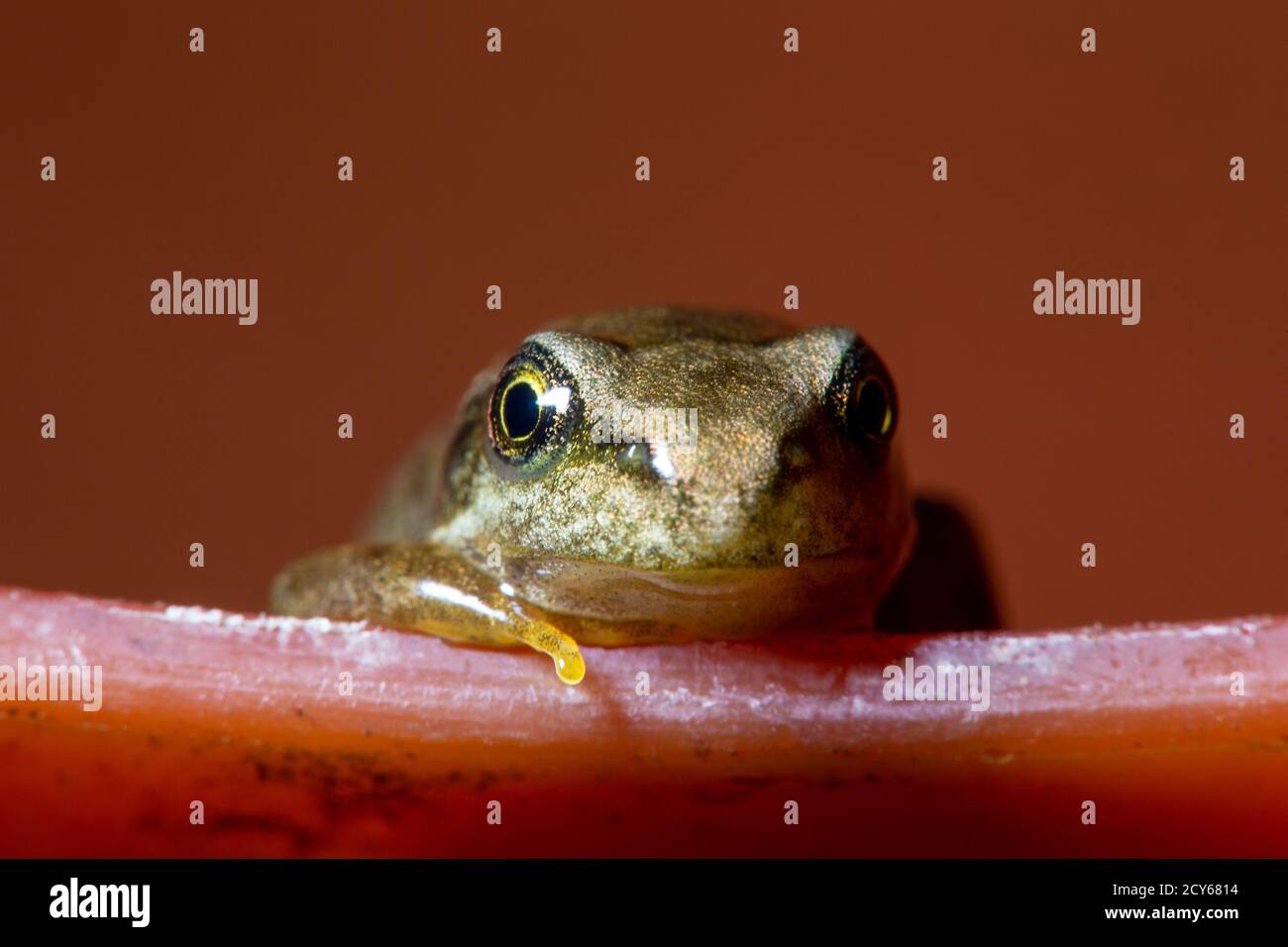 Grenouille de la grenouille commune (Rana temporaria) Vous pouvez passer un peu de vitesse sur le bord d'un bol Banque D'Images