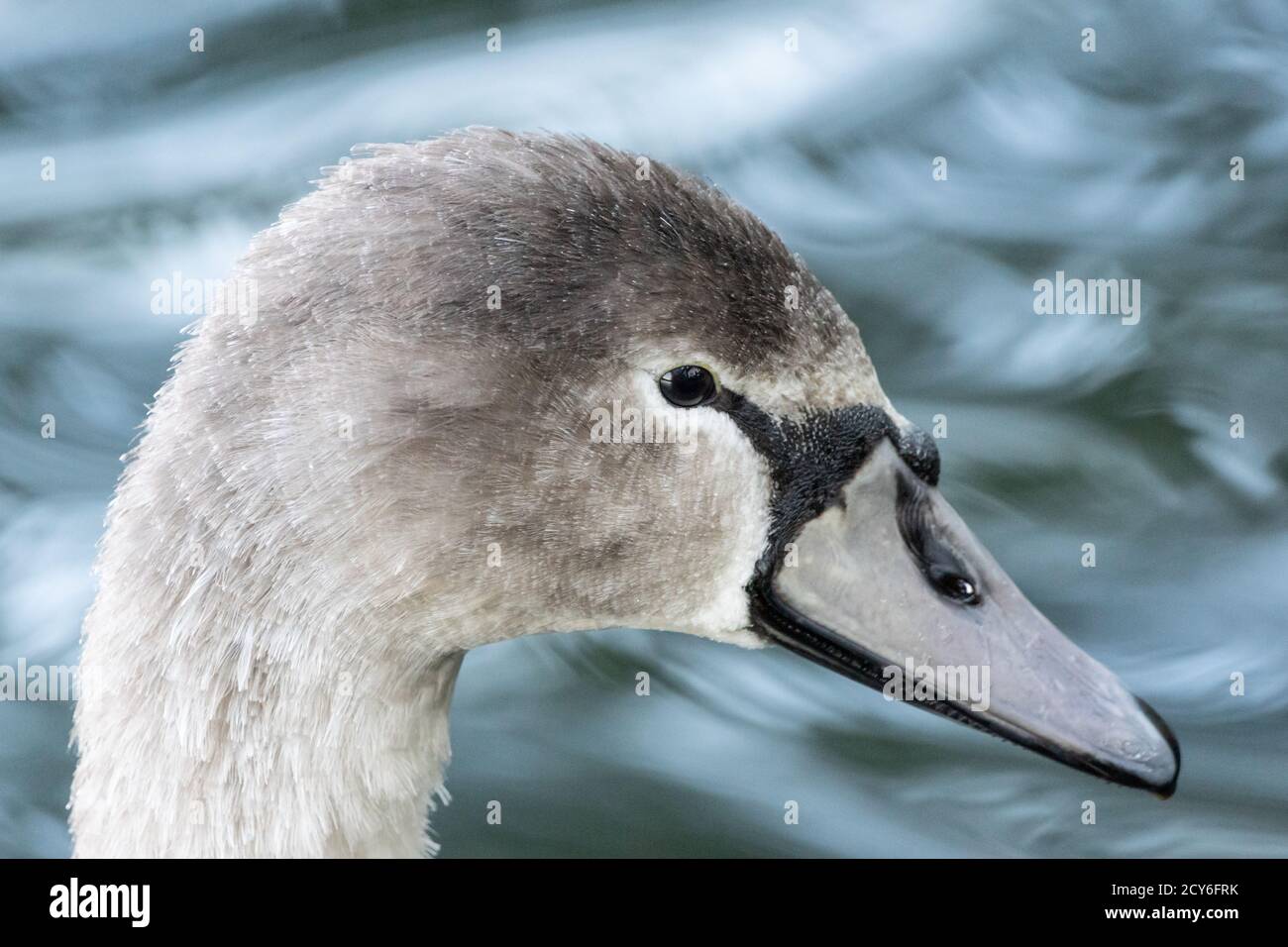 Cygne jeune ou juvénile, cygnet de cygnet complet, cygnus ouleur, gros plan de la tête et du bec ou de la facture, Angleterre Royaume-Uni Banque D'Images