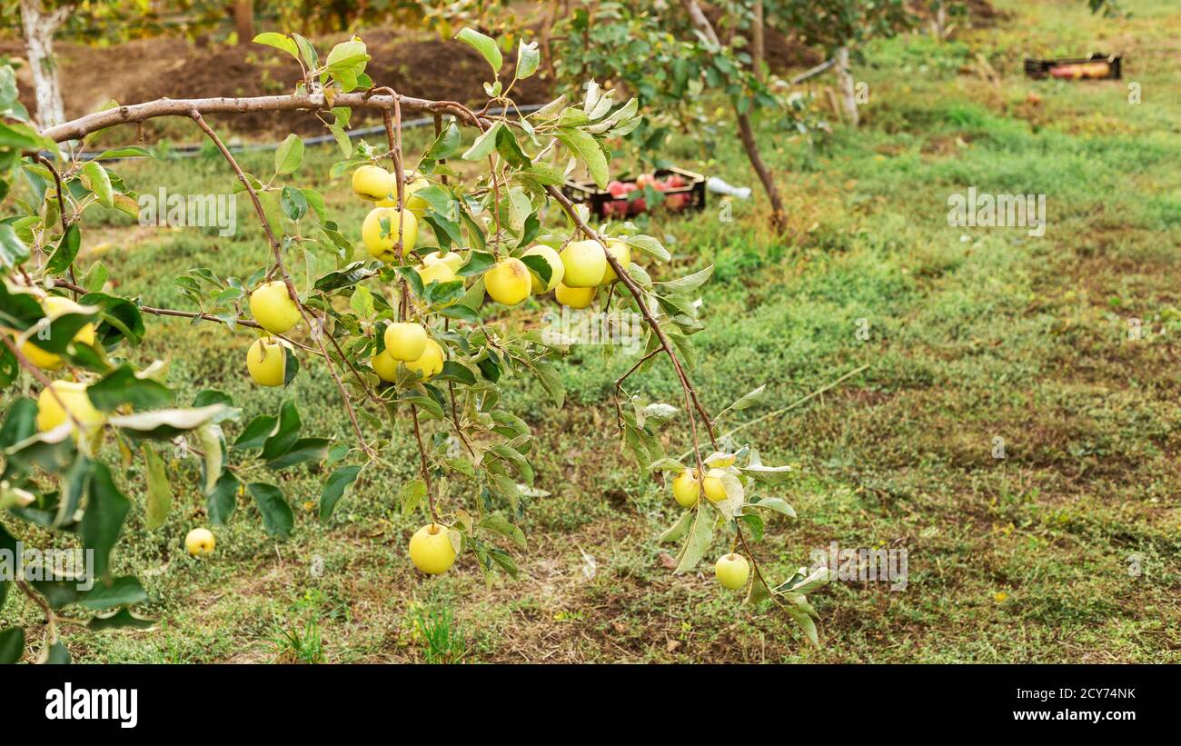 Une branche de pommier pleine de pommes mûres fraîches juteuses et savoureuses dans le verger pour la nourriture ou le jus de pomme. Récolte d'automne au coucher du soleil. Récolte de pommes dans Banque D'Images