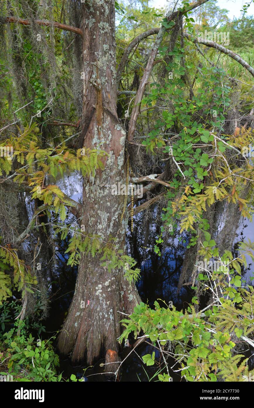 Bayou scènes de Louisiane, Etats-Unis Banque D'Images