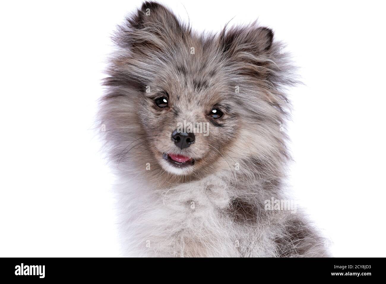 Bleu Merle Pomeranian chien devant un fond blanc Banque D'Images