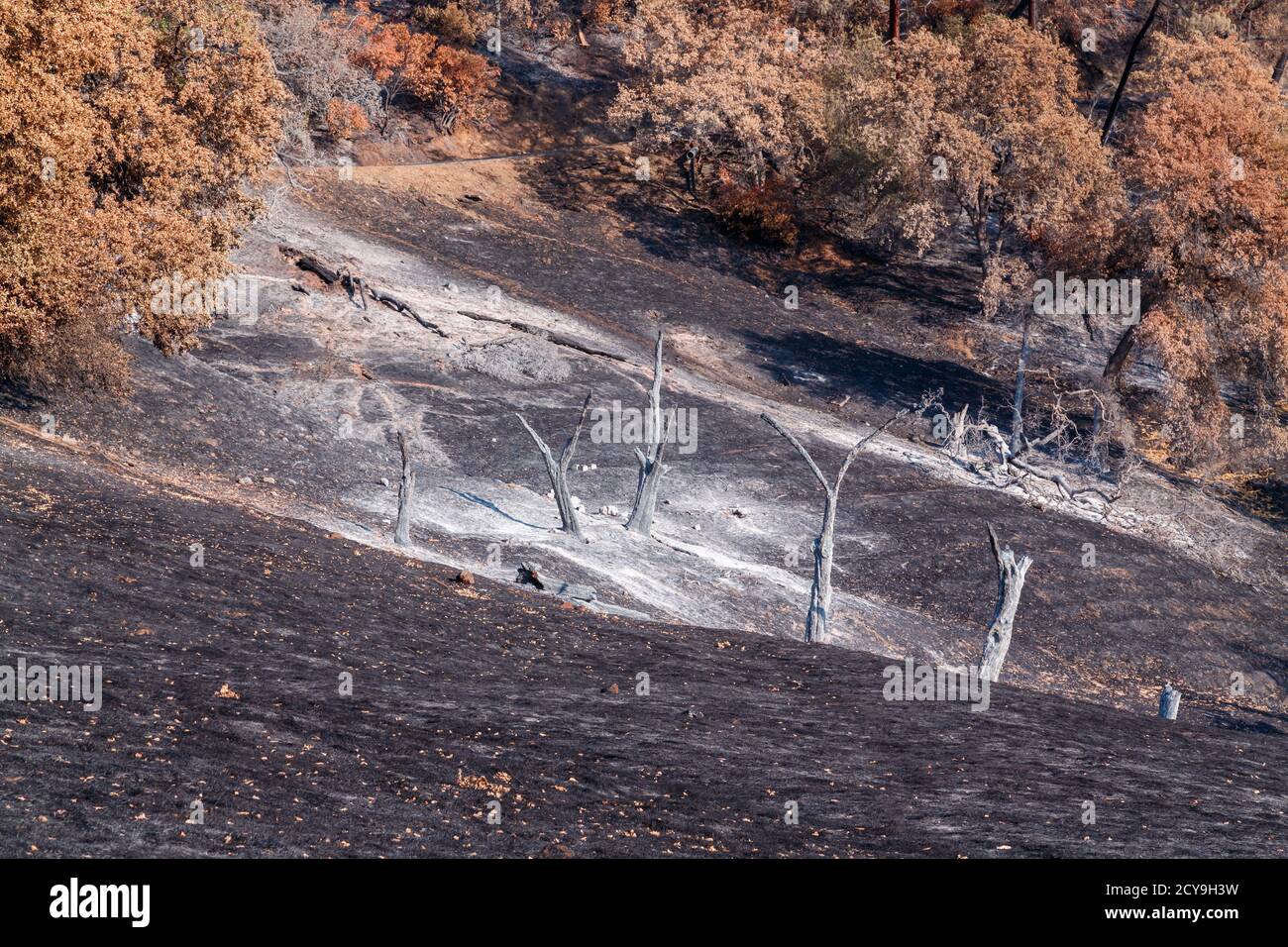 La brûlure d'automne, brûlée par des feux de forêt dans le nord de la Californie, une beauté dévastée. Banque D'Images