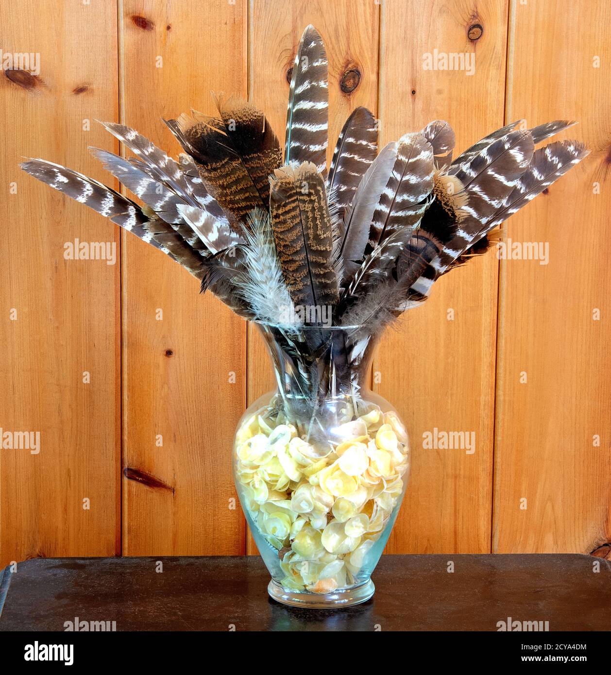 Vase antique de table et de verre tenant la collection de seashell et arrangement artistique de plumes de dinde sauvages. Banque D'Images