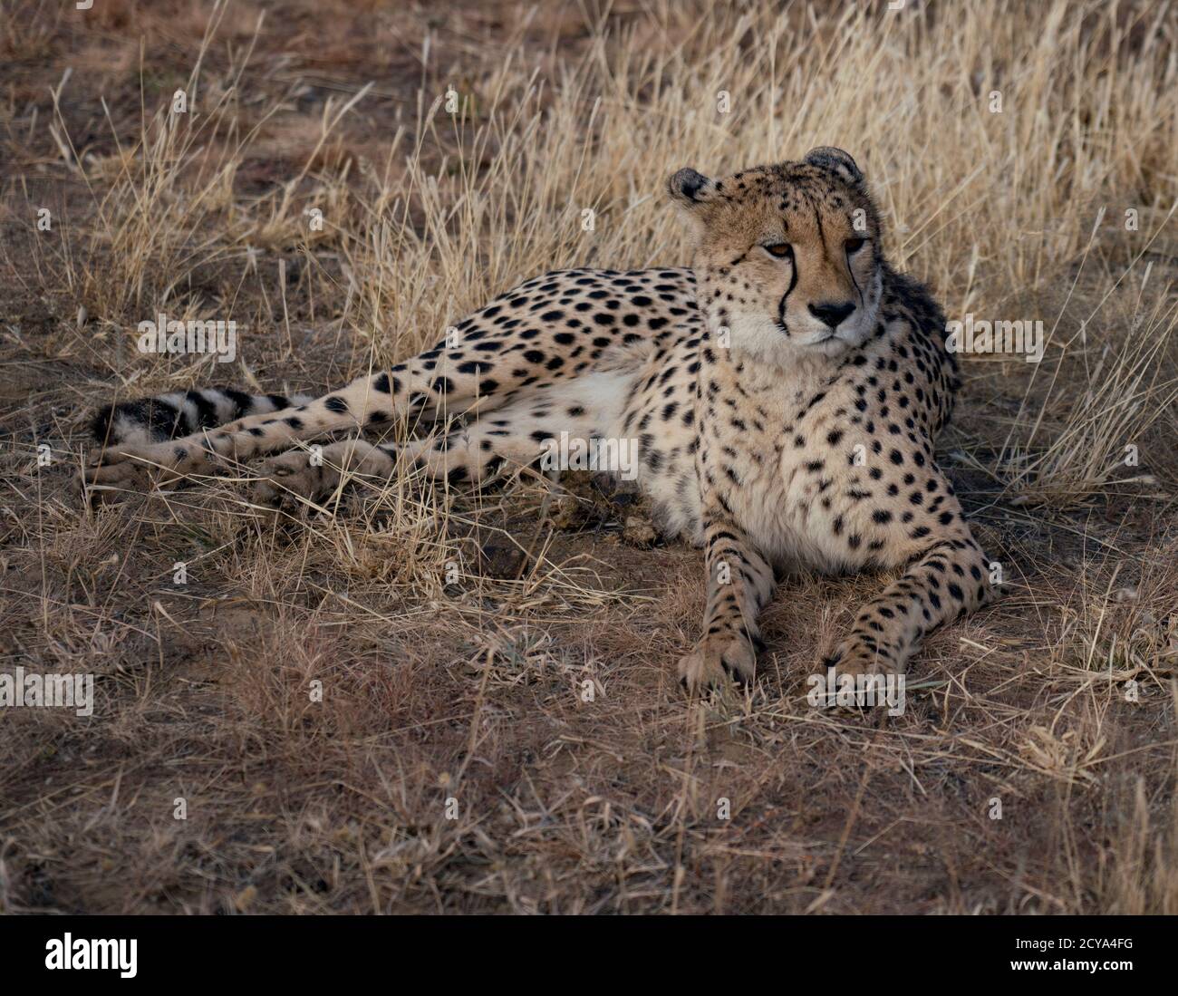 Cheetah adultes se couche dans l'herbe sèche en Namibie Banque D'Images