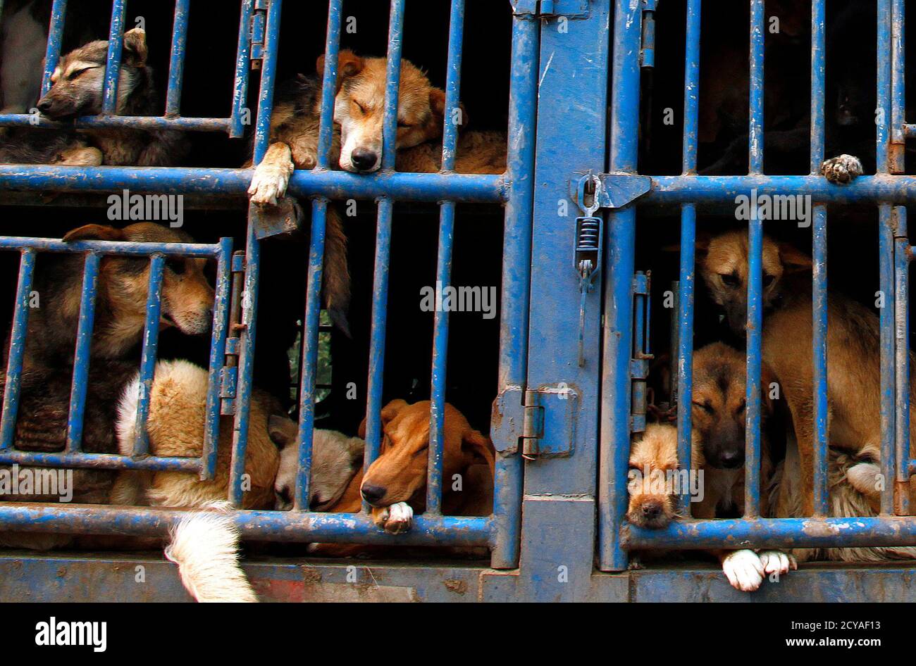A truck carrying dogs can be seen travelling along a road on the outskirts  of Beijing June 28, 2011. The first draft of a law against animal abuse,  aiming to protect animals