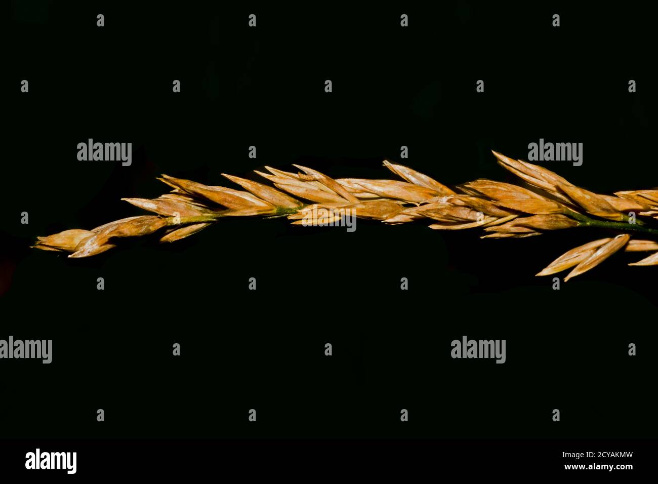 Tête de semence d'herbe dorée isolée sur fond noir Banque D'Images