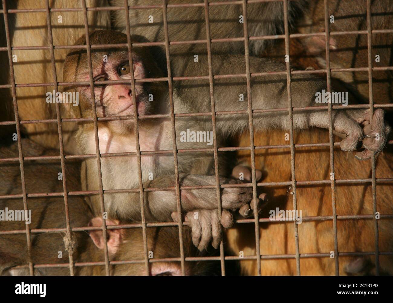 A monkey looks out from a cage before its sterilization at a monkey rescue centre run by forest and wildlife department Tutikandi in the northern Indian hill town of Shimla November 13, A monkey looks out from a cage before its sterilization at a monkey rescue centre run by forest and wildlife department Tutikandi in the northern Indian hill town of Shimla November 13,