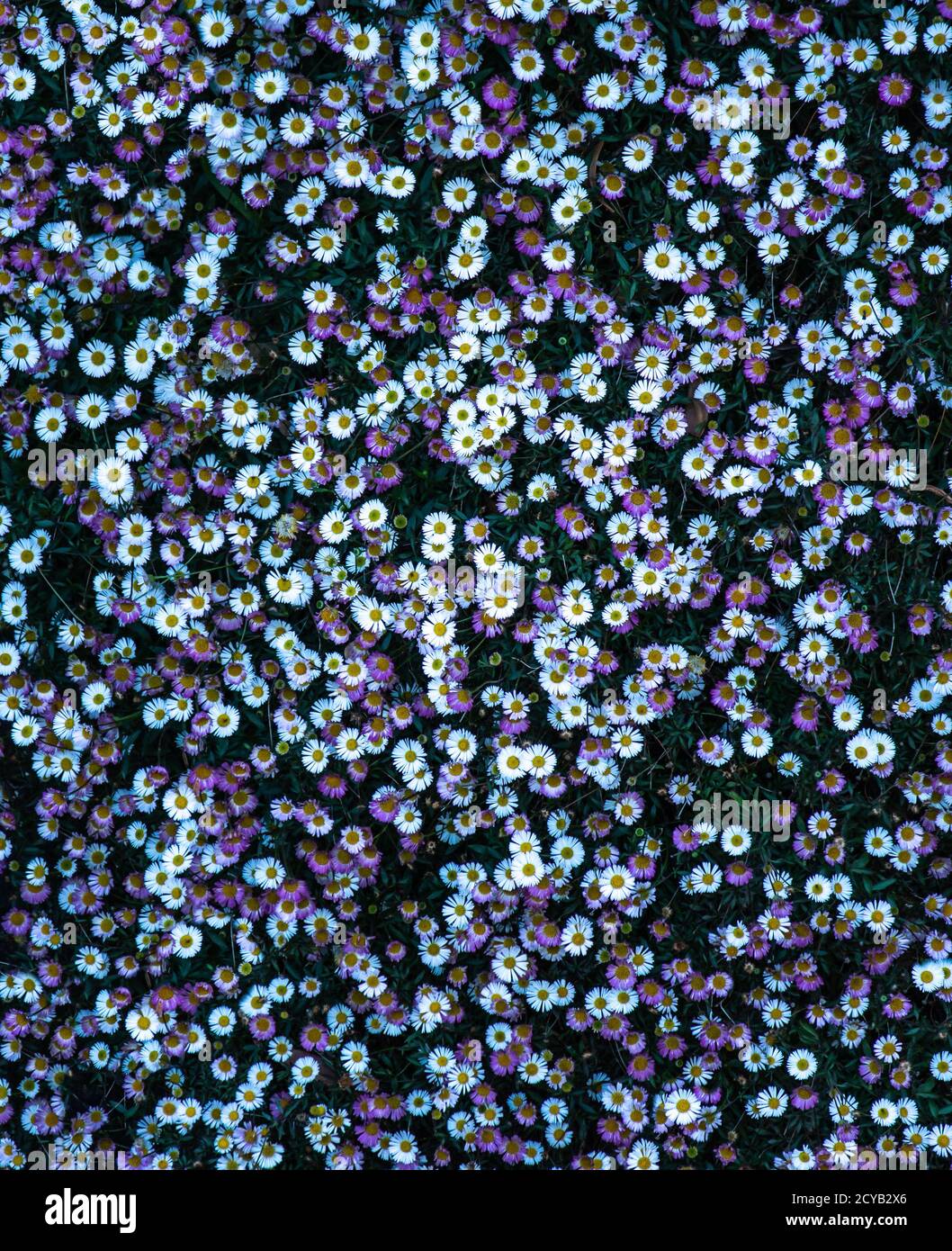 Fleurs roses et blanches idéales comme fond d'écran floral Banque D'Images