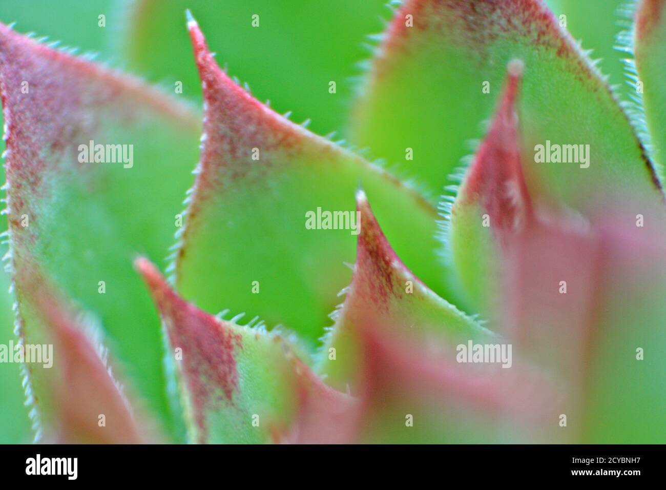 gros plan d'un houseleek commun Banque D'Images
