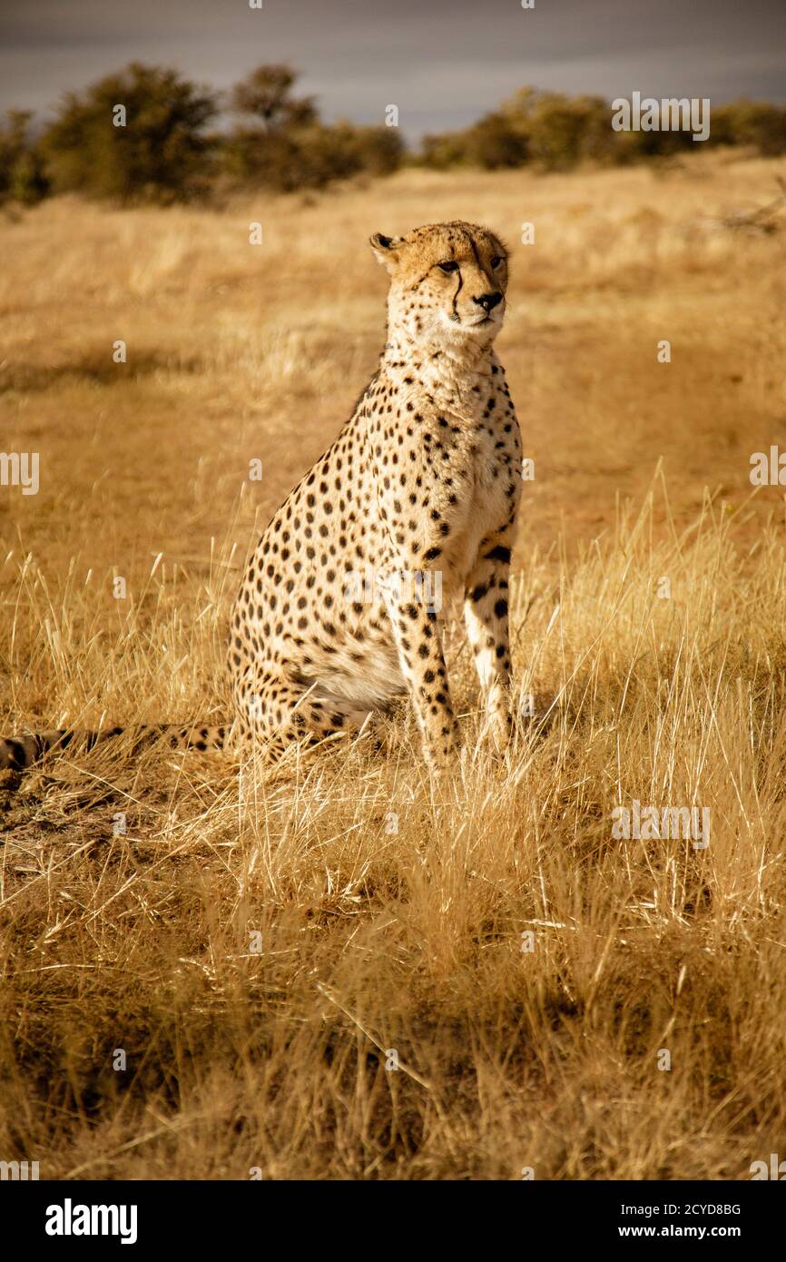 Cheetah adultes s'assied numérise son environnement en Namibie Banque D'Images