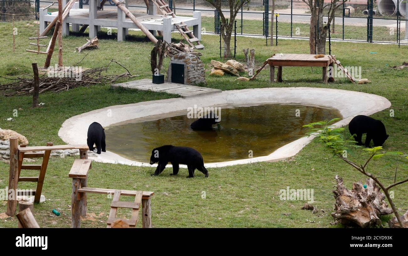 Moon bears play inside a new semi-natural enclosure at a bear rescue center  in Tam Dao national park, north of Hanoi November 5, 2014. Animals Asia  Foundation, an animal welfare charity, opened