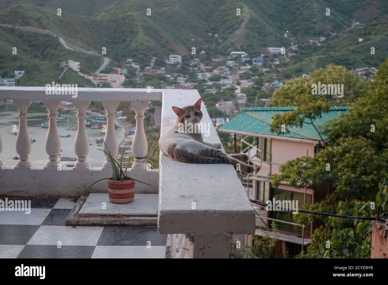 Blanc grand chat mâle sur le balcon à Taganga, Colombie 2020 Banque D'Images