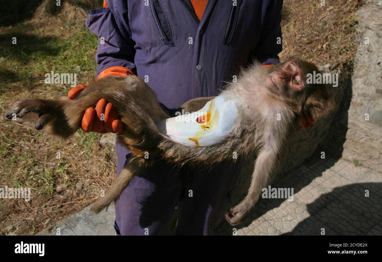 An attendant carries a monkey after its sterilization at a monkey rescue centre run by forest and wildlife department Tutikandi in the northern Indian hill town of Shimla November 14, 2011. The An attendant carries a monkey after its sterilization at a monkey rescue centre run by forest and wildlife department Tutikandi in the northern Indian hill town of Shimla November 14, 2011. The