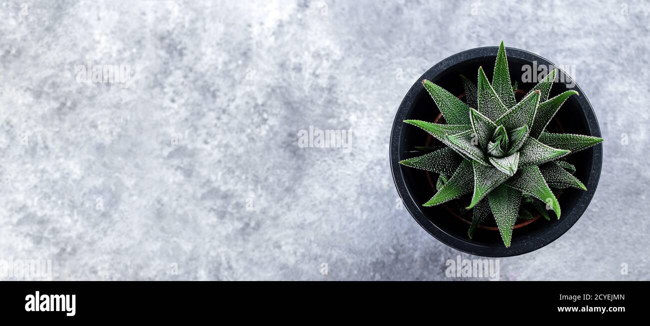 Haworthia attenuata, Havortia, Zebra Cactus. Vue de dessus du petit cactus vert sur fond de pierre en béton gris. Vue de dessus, espace de copie, plan, bannière Banque D'Images