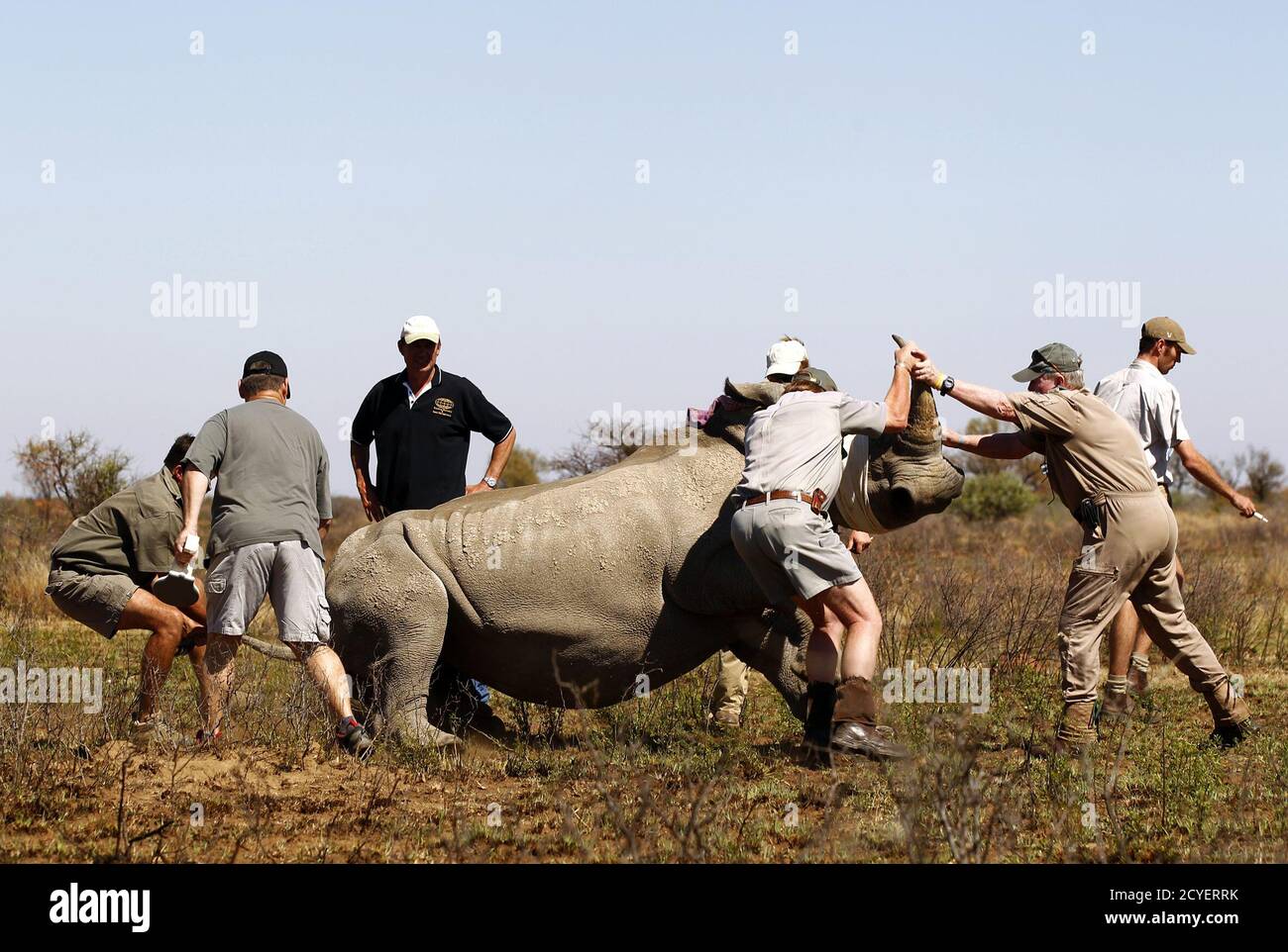 game rangers south africa game rangers south africa