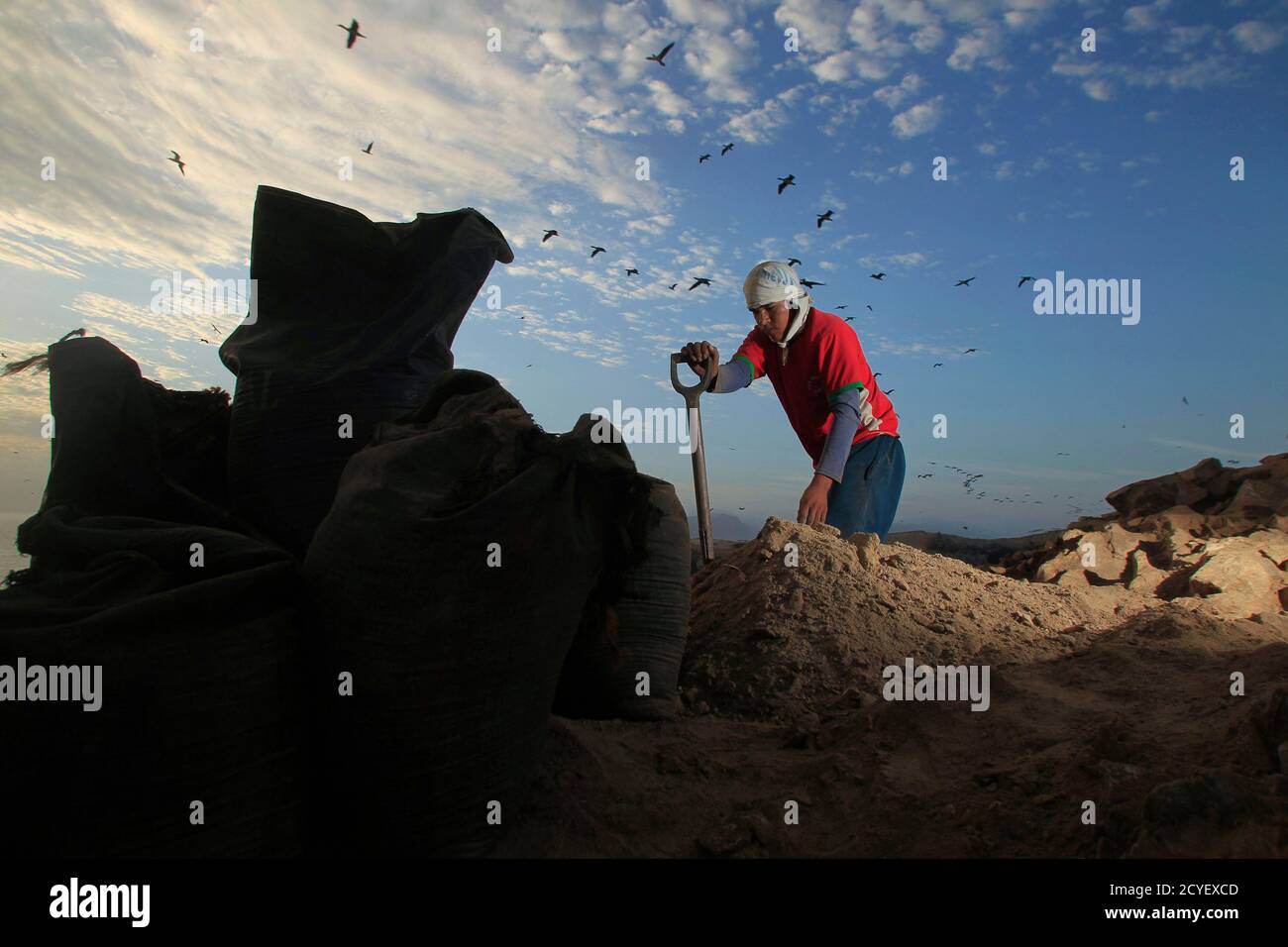 A worker collects bird dung on Ballestas island, south of Lima, October 8,  2011. Ballestas, like the other 21 islands along the Peruvian coast, is  home to nearly 4 million migratory birds