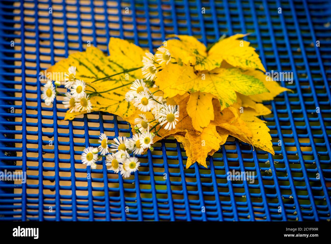 bouquet de feuilles de couleur automnale avec fleurs sur un bleu grille Banque D'Images