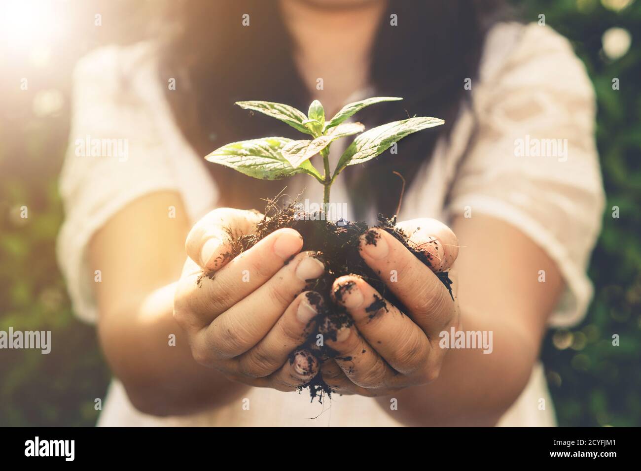 Jeune arbre de plante germe dans la main de femme. Concept d'agriculture et de protection de l'environnement. Banque D'Images