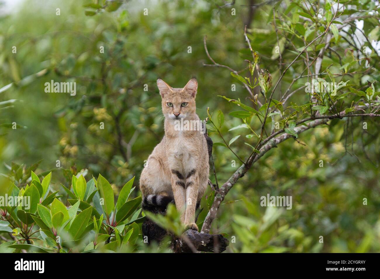 Jeune chat de la jungle assis sur un sommet d'arbre pendant un après-midi de mousson au parc national de Sundarban, Bengale-Occidental, Inde Banque D'Images
