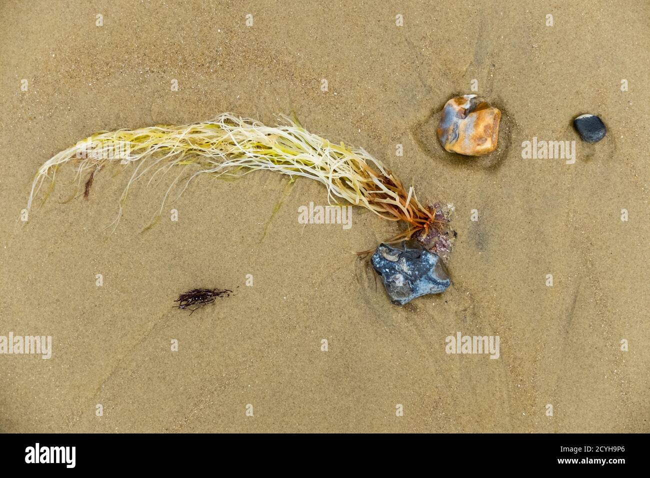 Algues et pierres sur la plage de sable de Priory Beach sur l'île de Wight. 21 août 2016. Photo: Neil Turner Banque D'Images