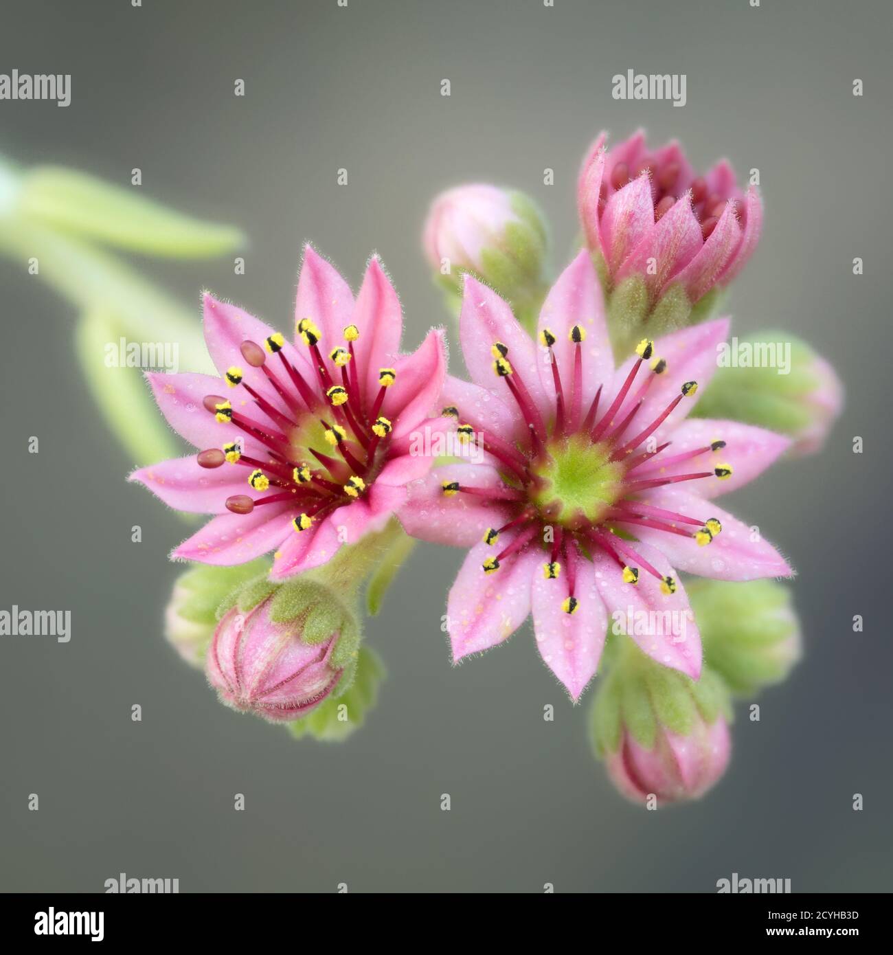 Fleurs Houseleek (Sempervivum arachnoideum), North Yorkshire, Royaume-Uni. Banque D'Images