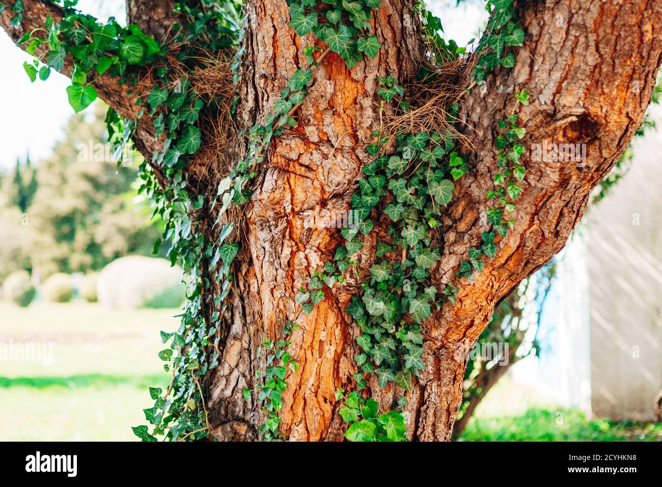 La texture du tronc d'un vieux arbre avec du lierre vert curly. Banque D'Images